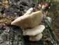 Nyári laskagomba (Pleurotus pulmonarius), Vértes